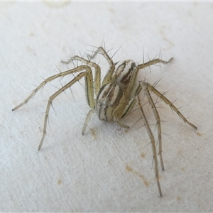 Oxyopes gracilipes at Belconnen, ACT - 3 Oct 2024