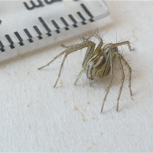 Oxyopes gracilipes at Belconnen, ACT - 3 Oct 2024