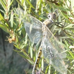 Hemicordulia tau (Tau Emerald) at Belconnen, ACT - 3 Oct 2024 by JohnGiacon