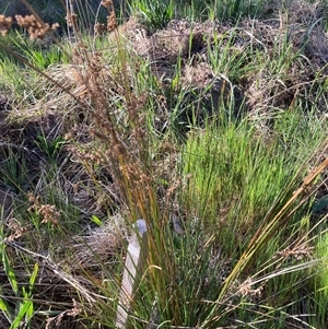 Juncus usitatus at Belconnen, ACT - 5 Oct 2024 04:28 PM