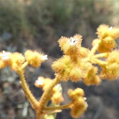 Dicrastylis (Genus) at Lake Mackay, NT - 27 Aug 2024 by Paul4K