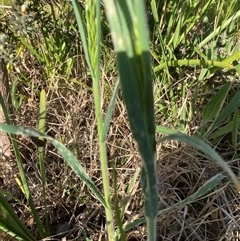 Avena sp. (Wild Oats) at Belconnen, ACT - 3 Oct 2024 by JohnGiacon