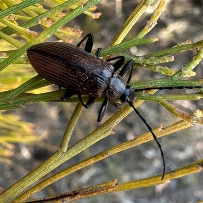 Homotrysis cisteloides (Darkling beetle) at Ainslie, ACT - 3 Oct 2024 by Pirom