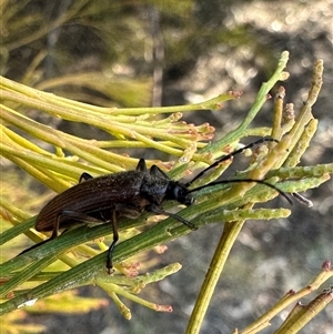 Homotrysis cisteloides at Ainslie, ACT - 3 Oct 2024