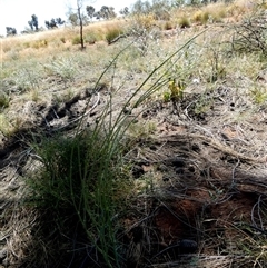 Unverified Other Shrub at Gibson Desert North, WA - 27 Aug 2024 by Paul4K