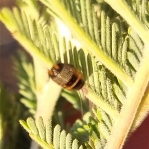 Ellipsidion australe at Bungendore, NSW - 3 Oct 2024