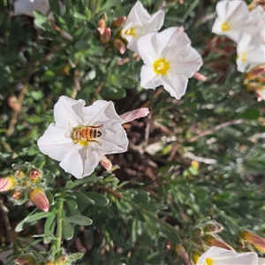 Apis mellifera at Downer, ACT - 3 Oct 2024 04:10 PM