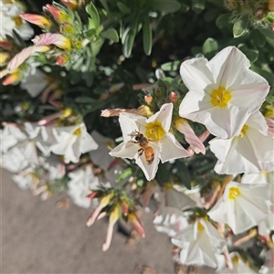 Apis mellifera at Downer, ACT - 3 Oct 2024 04:10 PM