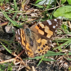 Vanessa kershawi (Australian Painted Lady) at Mount Annan, NSW - 2 Oct 2024 by MatthewFrawley