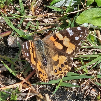 Vanessa kershawi (Australian Painted Lady) at Mount Annan, NSW - 2 Oct 2024 by MatthewFrawley