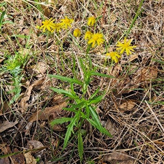 Senecio madagascariensis at Mount Annan, NSW - 3 Oct 2024 by MatthewFrawley