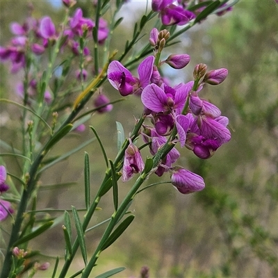 Unidentified Pea at Mount Annan, NSW - 3 Oct 2024 by MatthewFrawley