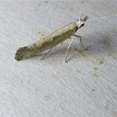 Plutella xylostella (Diamondback Moth) at Belconnen, ACT - 3 Oct 2024 by JohnGiacon