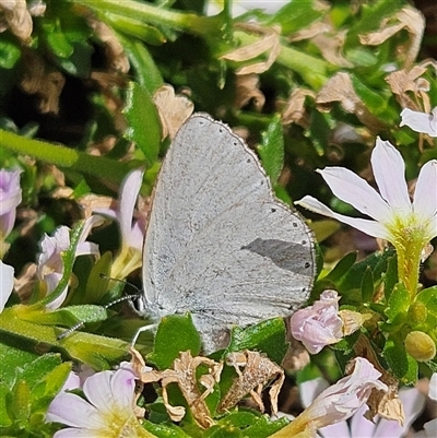 Candalides heathi (Rayed Blue) at Mount Annan, NSW - 3 Oct 2024 by MatthewFrawley