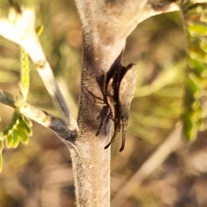 Agriopocoris sp. (genus) at Bungendore, NSW - suppressed