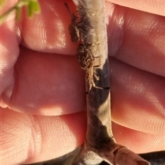 Agriopocoris sp. (genus) at Bungendore, NSW - suppressed