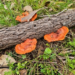 Trametes coccinea (Scarlet Bracket) at Mount Annan, NSW - 2 Oct 2024 by MatthewFrawley