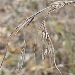 Themeda triandra (Kangaroo Grass) at Mount Annan, NSW - 3 Oct 2024 by MatthewFrawley