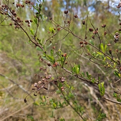 Bursaria spinosa at Mount Annan, NSW - 3 Oct 2024 by MatthewFrawley