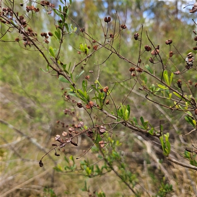 Bursaria spinosa at Mount Annan, NSW - 3 Oct 2024 by MatthewFrawley