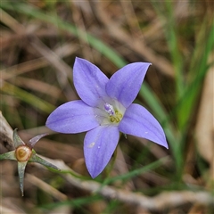 Wahlenbergia sp. at Mount Annan, NSW - 3 Oct 2024 by MatthewFrawley