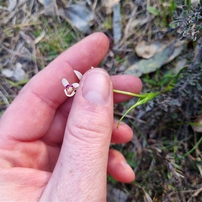 Wurmbea dioica subsp. dioica (Early Nancy) at Bungendore, NSW - 3 Oct 2024 by clarehoneydove