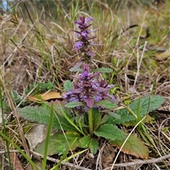 Ajuga australis at Mount Annan, NSW - 3 Oct 2024 by MatthewFrawley