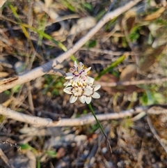 Wurmbea dioica subsp. dioica (Early Nancy) at Bungendore, NSW - 3 Oct 2024 by clarehoneydove