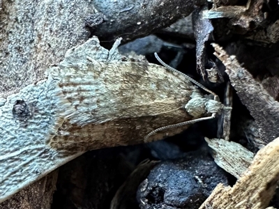 Tarachota mersana (A Tortricid moth (Tortricinae) at Ainslie, ACT - 28 Sep 2024 by Pirom