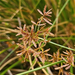 Cyperus gunnii subsp. gunnii at Mount Annan, NSW - 3 Oct 2024 by MatthewFrawley