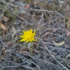 Microseris walteri (Yam Daisy, Murnong) at Bungendore, NSW - 30 Sep 2024 by clarehoneydove