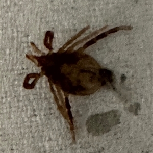 Ixodidae (family) at suppressed - suppressed
