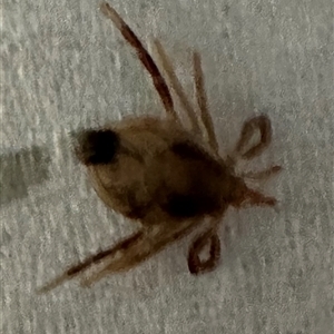 Ixodidae (family) at suppressed - suppressed