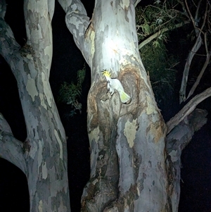 Cacatua galerita at Kambah, ACT - 3 Oct 2024 09:12 PM