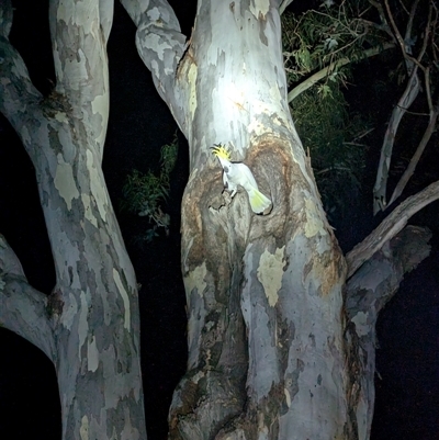 Cacatua galerita (Sulphur-crested Cockatoo) at Kambah, ACT - 3 Oct 2024 by HelenCross