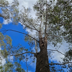 Eucalyptus moluccana at Mount Annan, NSW - 3 Oct 2024 by MatthewFrawley