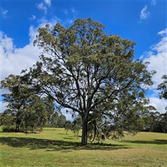 Eucalyptus crebra at Mount Annan, NSW - 3 Oct 2024 by MatthewFrawley