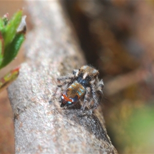 Maratus calcitrans at Aranda, ACT - 3 Oct 2024