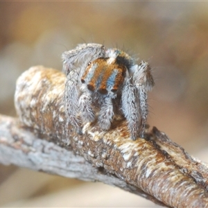 Maratus calcitrans at Aranda, ACT - 3 Oct 2024