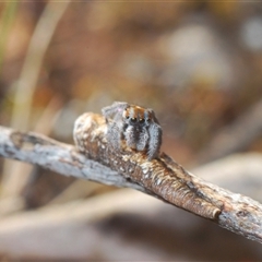 Maratus calcitrans at Aranda, ACT - 3 Oct 2024