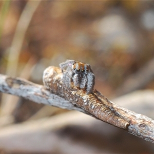 Maratus calcitrans at Aranda, ACT - 3 Oct 2024