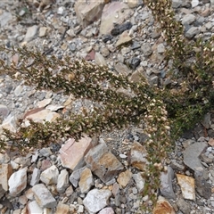 Cryptandra spinescens at Lower Borough, NSW - 2 Oct 2024