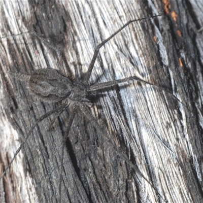 Tamopsis sp. (genus) (Two-tailed spider) at Aranda, ACT - 3 Oct 2024 by Harrisi