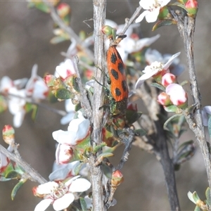 Castiarina octomaculata at O'Connor, ACT - 3 Oct 2024