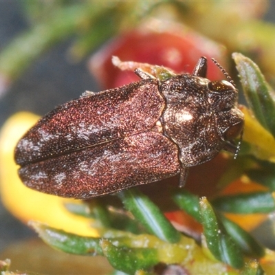 Ethonion leai (Root-galling jewel beetle) at O'Connor, ACT - 3 Oct 2024 by Harrisi