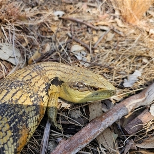 Tiliqua scincoides scincoides at Macgregor, ACT - 2 Oct 2024 11:53 AM