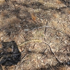 Tiliqua scincoides scincoides at Macgregor, ACT - 2 Oct 2024 11:53 AM