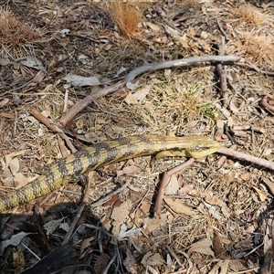 Tiliqua scincoides scincoides at Macgregor, ACT - 2 Oct 2024 11:53 AM