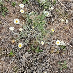 Leucochrysum albicans subsp. tricolor (Hoary Sunray) at Macgregor, ACT - 2 Oct 2024 by Jiggy