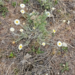 Leucochrysum albicans subsp. tricolor at Macgregor, ACT - 2 Oct 2024